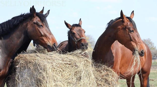 A bay horse grazing on low-sugar hay in a paddock, ideal for managing metabolic disorders.